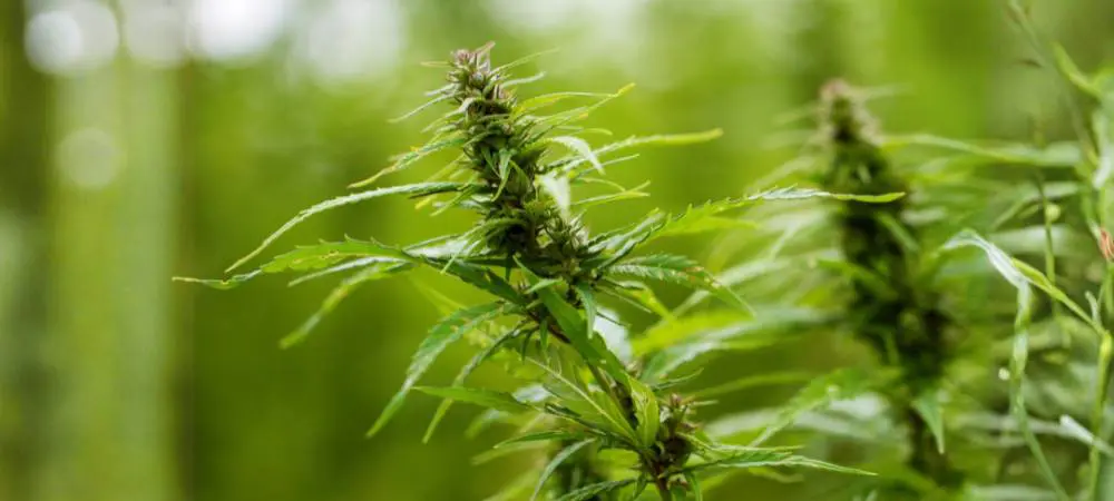 CBD bei Bandscheibenvorfall