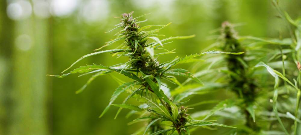 CBD bei Bandscheibenvorfall